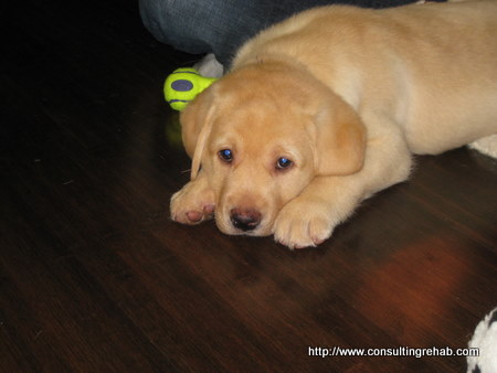 Daphne-yellow-lab-puppy image